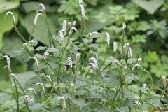 Heliotropium indicum